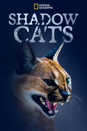 Shadow Cats (2022) Shadow Cats (2022)