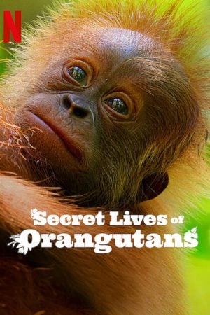 Secret Lives of Orangutans ชีวิตลับอุรังอุตัง (2024) Secret Lives of Orangutans ชีวิตลับอุรังอุตัง (2024)